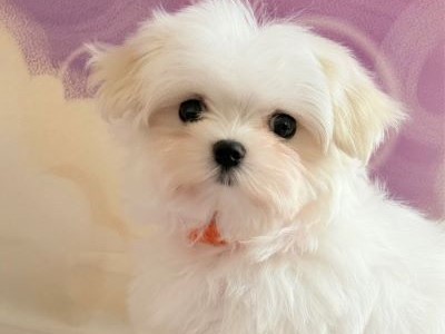 仔犬詳細情報 マルチーズ